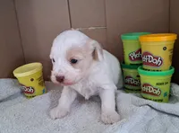 Coconut, a female Cavapoo for sale in Polson, MT – Photo 2 of 3