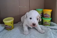 Coconut, a female Cavapoo for sale in Polson, MT – Photo 3 of 3