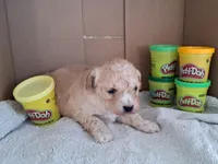 Carmel, a female Cavapoo for sale in Polson, MT – Photo 3 of 3