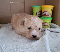 Carmel, a female Cavapoo for sale in Polson, MT – Photo 1 of 3