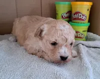 Carmel, a female Cavapoo for sale in Polson, MT – Photo 2 of 3