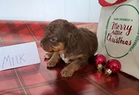 Milk, a female Miniature Aussiedoodle for sale in Polson, MT – Photo 4 of 5