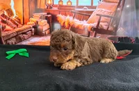 Milk, a female Miniature Aussiedoodle for sale in Polson, MT – Photo 1 of 5