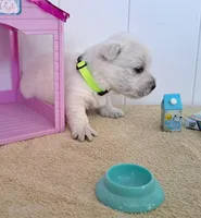 Misty , a female West Highland White Terrier for sale in Polson, MT – Photo 1 of 3