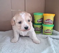 Cinnamon, a female Cavapoo for sale in Polson, MT – Photo 1 of 3