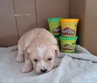 Cinnamon, a female Cavapoo for sale in Polson, MT – Photo 3 of 3