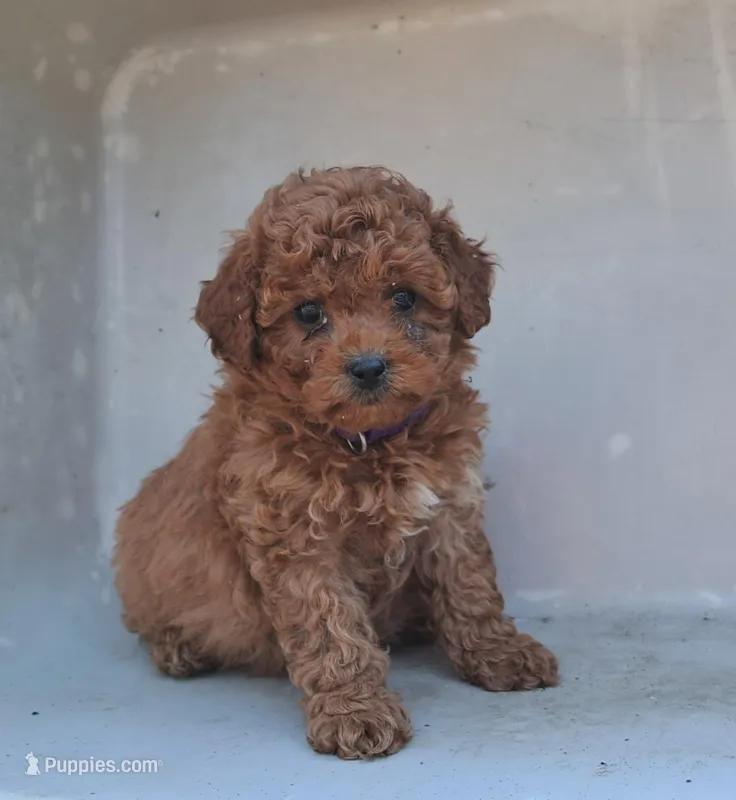 Honeybee, a female Cavapoo for sale in Polson, MT – Photo 1 of 1