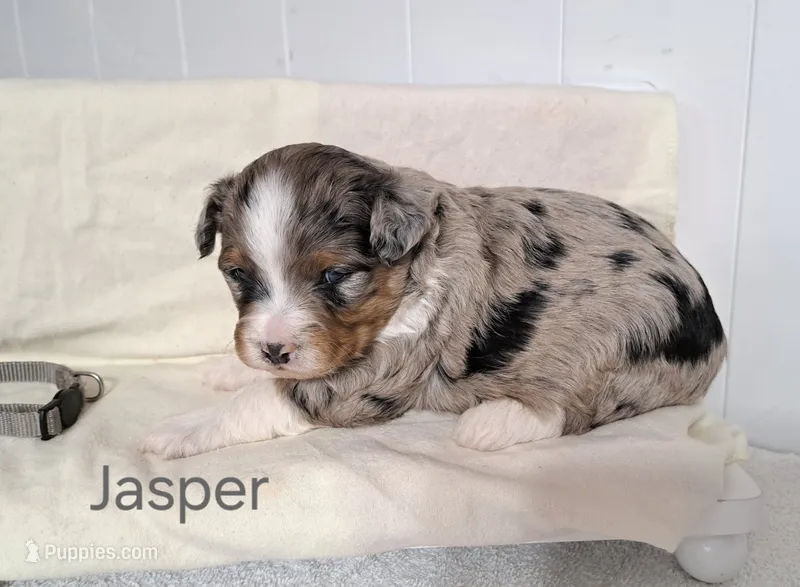 Jasper  – Miniature Aussiedoodle puppy for sale in Polson, MT
