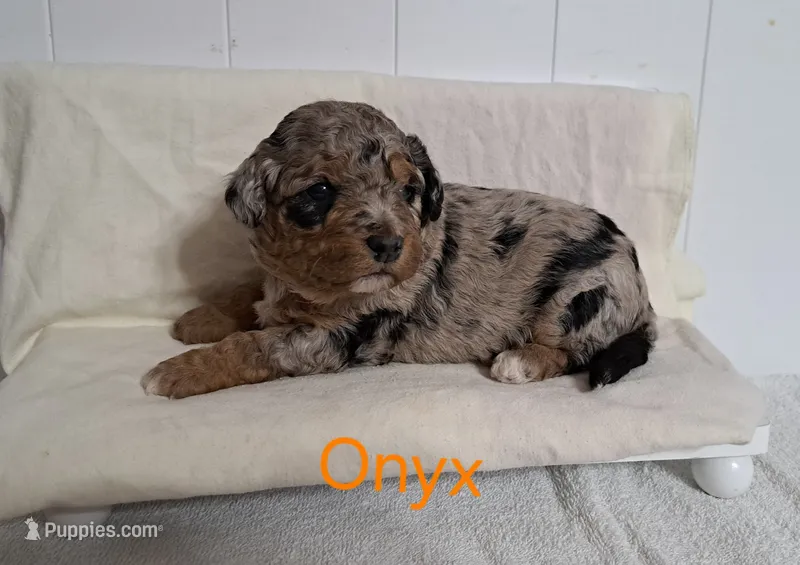 Onyx  – Miniature Aussiedoodle puppy for sale in Polson, MT