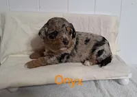 Onyx , a male Miniature Aussiedoodle for sale in Polson, MT – 1 of 3