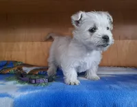 River, a female West Highland White Terrier for sale in Polson, MT – Photo 5 of 6