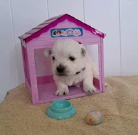 River, a female West Highland White Terrier for sale in Polson, MT – Photo 2 of 3