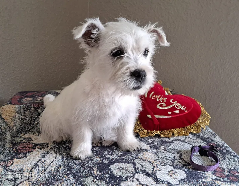 River – West Highland White Terrier puppy for sale in Polson, MT