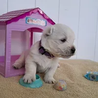 River, a female West Highland White Terrier for sale in Polson, MT – Photo 3 of 6