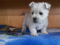 River, a female West Highland White Terrier for sale in Polson, MT – Photo 4 of 6
