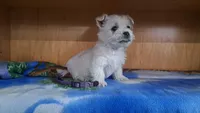 River, a female West Highland White Terrier for sale in Polson, MT – Photo 6 of 6