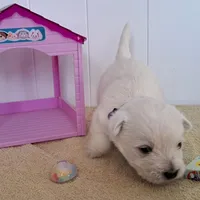 River, a female West Highland White Terrier for sale in Polson, MT – Photo 1 of 6