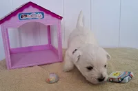 River, a female West Highland White Terrier for sale in Polson, MT – Photo 1 of 3