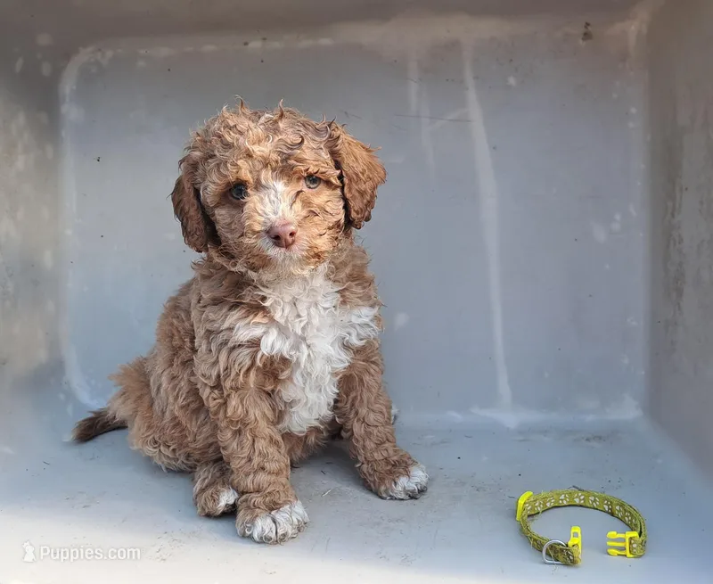 Hudson , a male Cavapoo for sale in Polson, MT – Photo 1 of 1