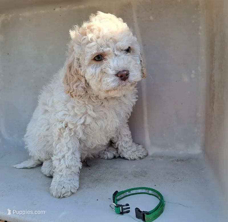 Hugo , a male Cavapoo for sale in Polson, MT – Photo 1 of 1