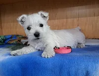Aurora , a female West Highland White Terrier for sale in Polson, MT – Photo 6 of 6