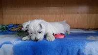 Aurora , a female West Highland White Terrier for sale in Polson, MT – Photo 5 of 6