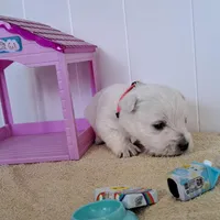 Aurora , a female West Highland White Terrier for sale in Polson, MT – Photo 1 of 6