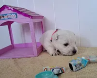 Aurora , a female West Highland White Terrier for sale in Polson, MT – Photo 1 of 3
