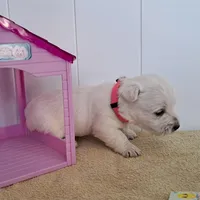Aurora , a female West Highland White Terrier for sale in Polson, MT – Photo 3 of 6