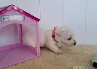 Aurora , a female West Highland White Terrier for sale in Polson, MT – Photo 3 of 3