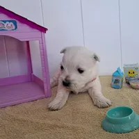 Aurora , a female West Highland White Terrier for sale in Polson, MT – Photo 2 of 6