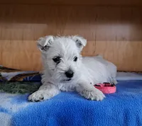 Aurora , a female West Highland White Terrier for sale in Polson, MT – Photo 4 of 6