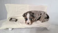 Jasper , a male Miniature Aussiedoodle for sale in Polson, MT – 2 of 4