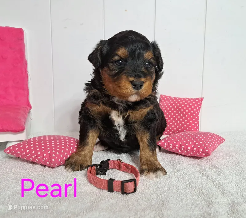 Pearl – Miniature Aussiedoodle puppy for sale in Polson, MT