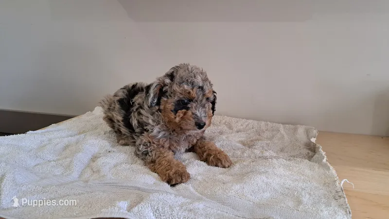 Onyx – Miniature Aussiedoodle puppy for sale in Polson, MT