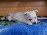 Ash, a male West Highland White Terrier for sale in Polson, MT – Photo 5 of 5