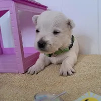 Ash, a male West Highland White Terrier for sale in Polson, MT – Photo 4 of 5