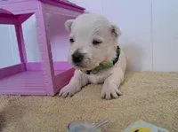 Ash, a male West Highland White Terrier for sale in Polson, MT – Photo 3 of 3