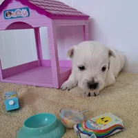 Ash, a male West Highland White Terrier for sale in Polson, MT – Photo 3 of 5