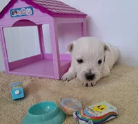 Ash, a male West Highland White Terrier for sale in Polson, MT – Photo 2 of 3