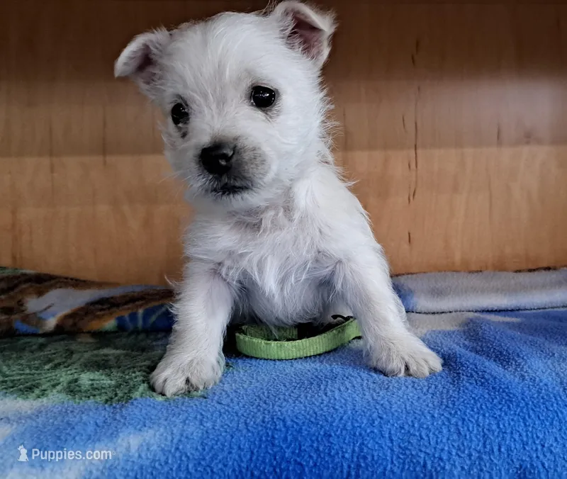 Ash – West Highland White Terrier puppy for sale in Polson, MT