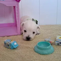 Ash, a male West Highland White Terrier for sale in Polson, MT – Photo 2 of 5