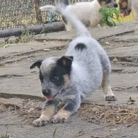 Bear, a male Australian Cattle Dog for sale in Stark City, MO – 2 of 3