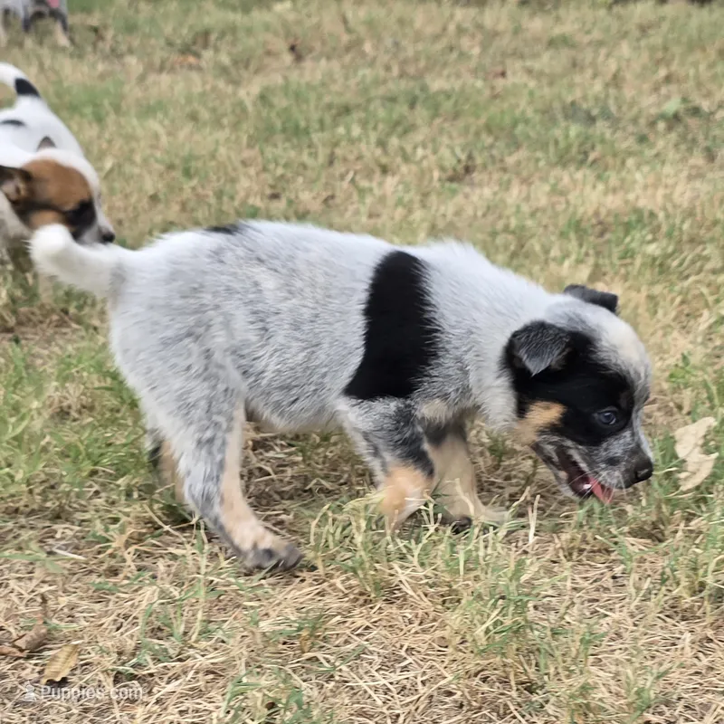 Bear – Australian Cattle Dog puppy for sale in Stark City, MO