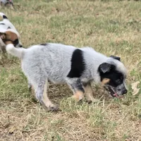 Bear, a male Australian Cattle Dog for sale in Stark City, MO – 1 of 3