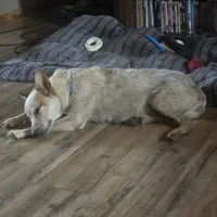 Bear (pending), a male Australian Cattle Dog for sale in Stark City, MO – 9 of 9
