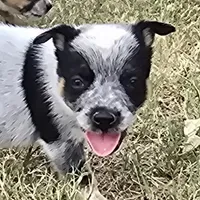 Bear, a male Australian Cattle Dog for sale in Stark City, MO – 3 of 3