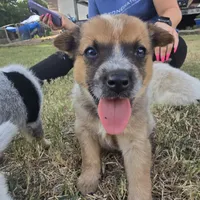 Big Red, a female Australian Cattle Dog for sale in Stark City, MO – 4 of 4