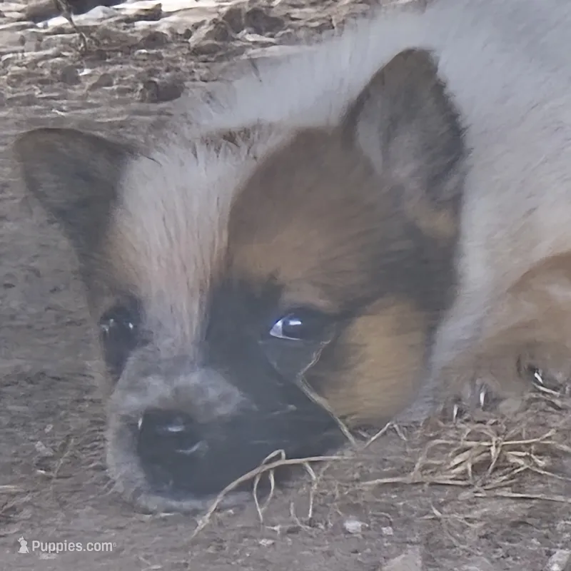Georgia Peach – Australian Cattle Dog puppy for sale in Stark City, MO
