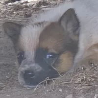 Georgia Peach, a female Australian Cattle Dog for sale in Stark City, MO – 1 of 3